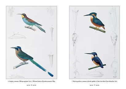 Царство животных. Позвоночные. Птицы - фото 2