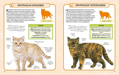 Кошки - фото 3