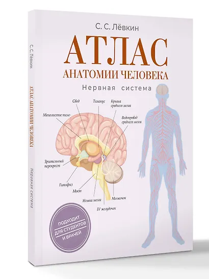 Атлас анатомии человека. Нервная система - фото 3