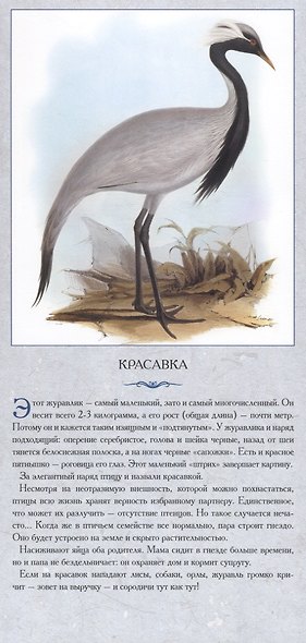 Птицы у воды. Реки касаясь трепетным крылом - фото 5