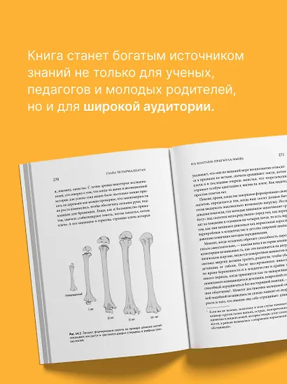 Homo Sapiens. Обезьяна, которая отказалась взрослеть. Занимательная наука об эволюции и невероятно длинном детстве - фото 5