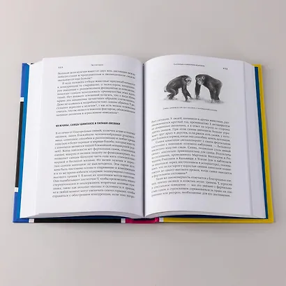 Тестостерон: гормон, который разделяет и властвует - фото 13