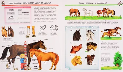 Что? Почему? Зачем? Все о лошадях и пони (с волшебными окошками) - фото 5