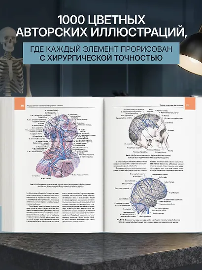 Атлас анатомии человека. Все органы и системы - фото 6