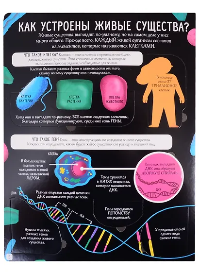 Открой тайны. Биология. Более 80 секретных створок - фото 4