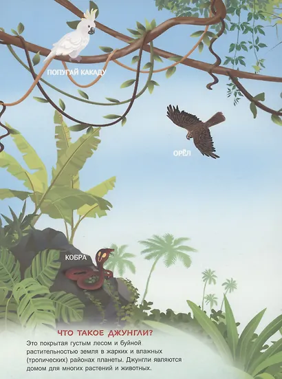 В джунглях. Книжка с многоразовыми наклейками - фото 2