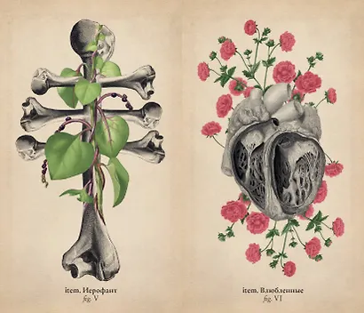 Antique Anatomy Tarot. Таро античной анатомии - фото 9