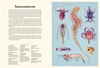 Океанариум - фото 10