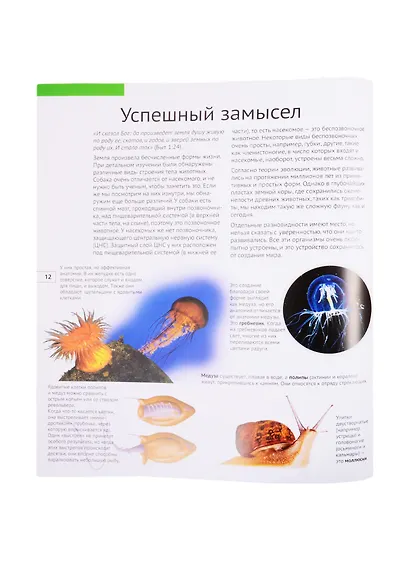 Удивительный мир насекомых - фото 6