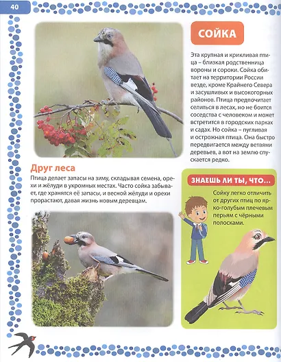 Большая книга о птицах. Иллюстрированная энциклопедия - фото 3