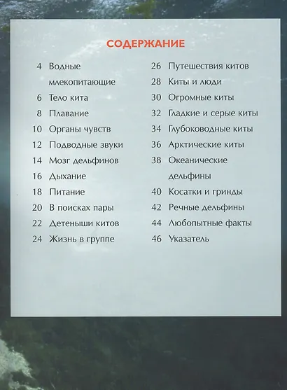 Киты и дельфины - фото 3