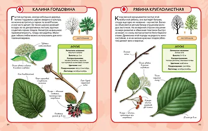 Деревья - фото 4