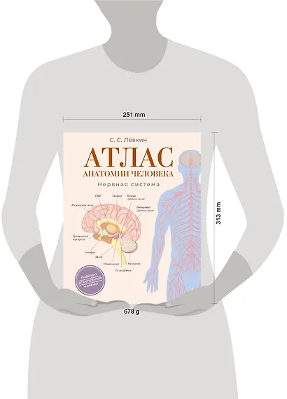 Атлас анатомии человека. Нервная система - фото 4