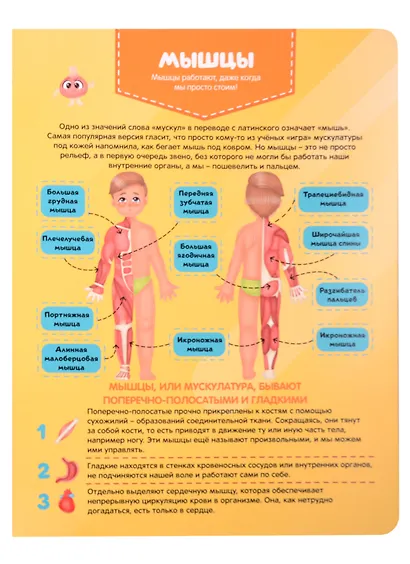 Тело человека. Детский атлас по анатомии - фото 5