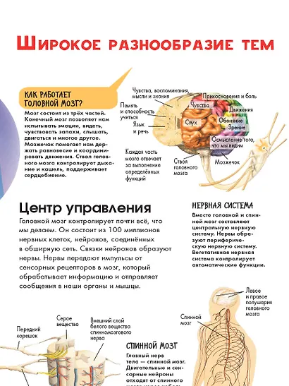 Тело человека - фото 5