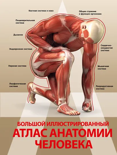 Большой иллюстрированный атлас анатомии человека - фото 1