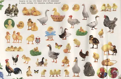 Домашние животные - фото 4