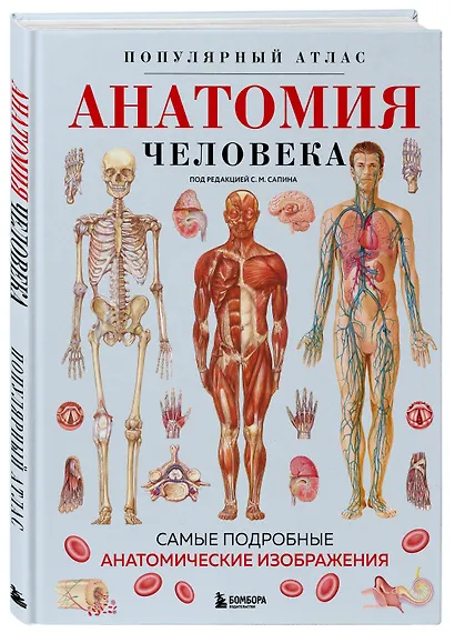 Анатомия человека. Популярный атлас. Самые подробные анатомические изображения - фото 3