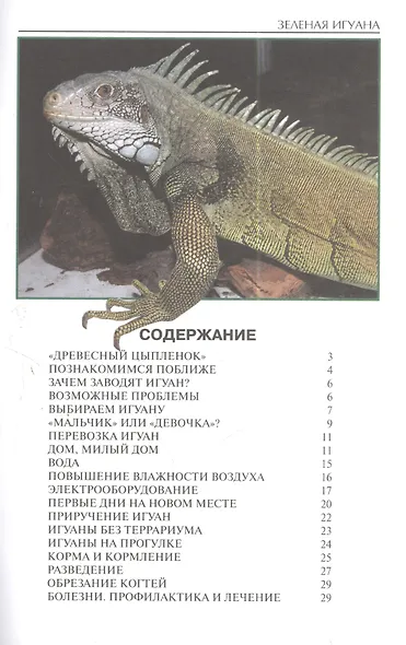 Зеленая игуана - фото 3