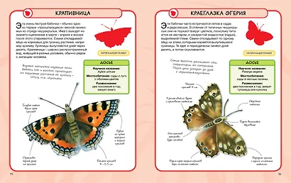 Насекомые - фото 5