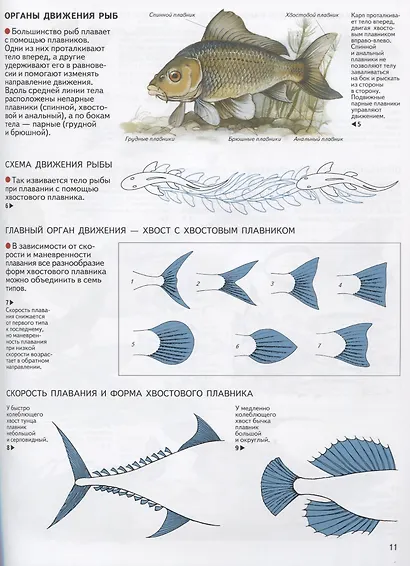 Атлас. Хордовые животные - фото 7