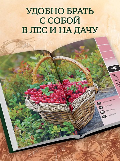 Лесной гид: грибы, ягоды, травы. Карманный атлас-определитель - фото 7