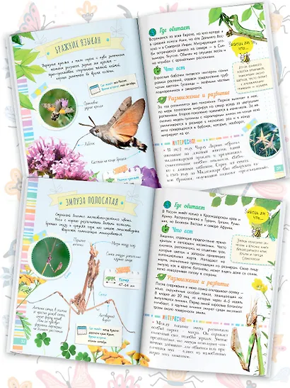 Удивительные насекомые - фото 4