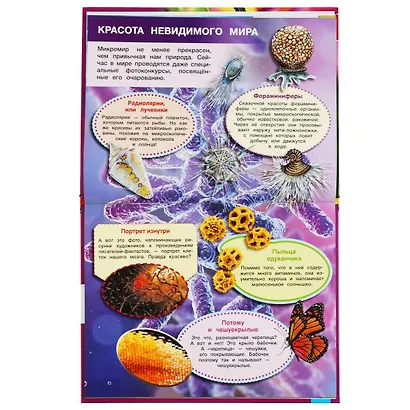 Мир под микроскопом - фото 3