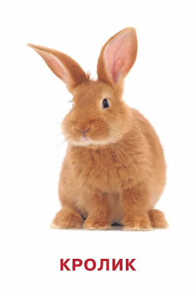 Развивающие карточки Домана. 0-3 лет - фото 13