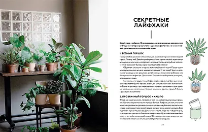Поздравляю, у вас растение. Ты вырастишь дома джунгли, даже если все твои «бывшие» умерли - фото 7