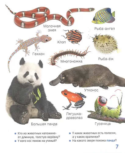 Животные. Твоя первая фотокнига - фото 3