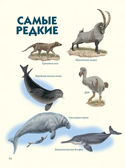 Самые-самые. Животные рекордсмены - фото 7