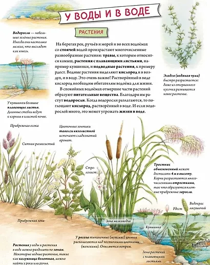 Животные и растения рек, озёр и морей. BIObook А. Толмачёва - фото 11