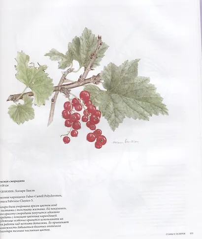 Ботаническая иллюстрация цветными карандашами. Пошаговое руководство - фото 7