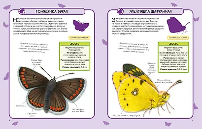 Бабочки - фото 4