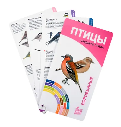Птицы Среднего Урала. Воробьиные и неворобьиные. - фото 2