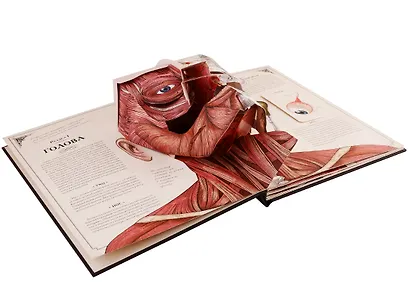 Тело человека. Интерактивная книга-панорама - фото 6