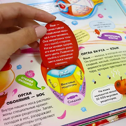 Анатомия. Книжка-панорамка - фото 5