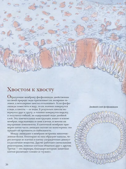 Как мы устроены - фото 8