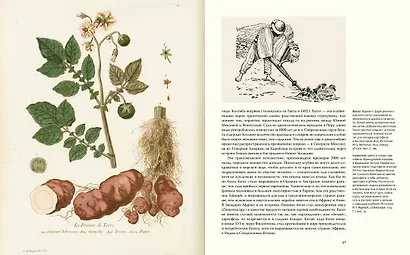 Выдающиеся растения, которые изменили нашу жизнь - фото 9