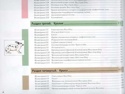 Атлас анатомии мелких домашних животных - фото 4