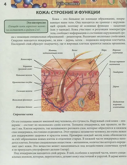 Тело человека. Энциклопедия - фото 4