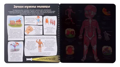 Как устроено твое тело. Увлекательное путешествие с фонариком - фото 4