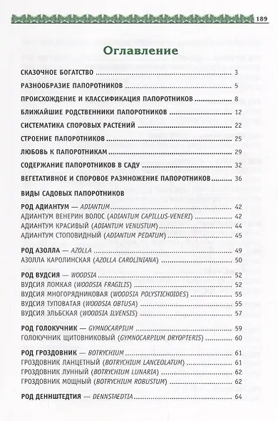 Садовые папоротники - фото 2