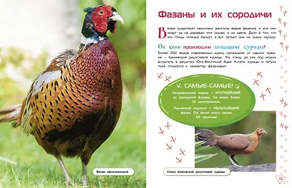 Птицы - фото 6