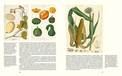 Выдающиеся растения, которые изменили нашу жизнь - фото 8