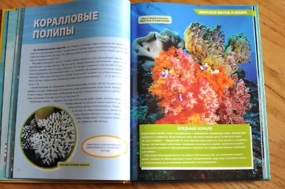 Большая энциклопедия океана - фото 5
