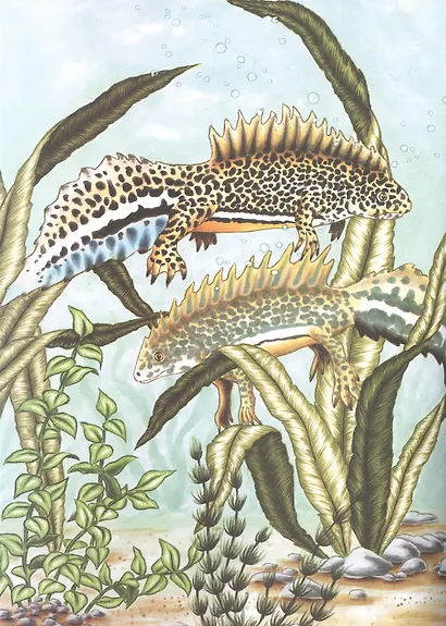 Таинственные пресмыкающиеся и земноводные - фото 3