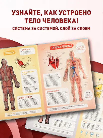 Тело человека. Интерактивный атлас по анатомии с вырубкой. Разбери свое тело на 6 систем. Слой за слоем - фото 6