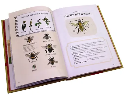 Анатомия природы. Занимательные детали мира природы - фото 5